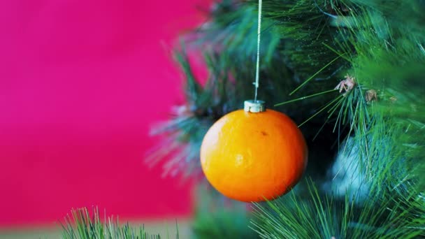 Vejetaryen Noel konseri. Ağaç taze meyvelerle süslenmiştir. Kırmızı arka planda bir çam ağacının dalında çiğ Mandarin. Minimalizm ve çevre dostu ziyan olmadan kutlama fikri. Boşluğu kopyala — Stok video
