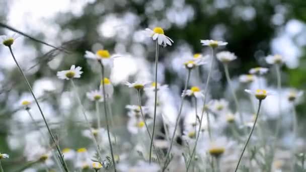 Veldmadeliefjes in een weiland. Kamille close-up van de apotheek. Een veld van bloemen en gras zwaait in de wind voor een storm en onweer, tegen een wazige achtergrond van bos en lucht. Nuttige medicinale plant — Stockvideo