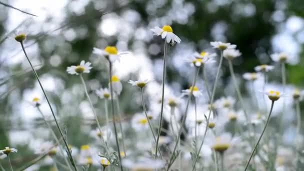 Margeriten auf einer Wiese. Apotheke Kamille aus nächster Nähe. ein Feld aus Blumen und Gras wiegt sich im Wind vor Sturm und Gewitter, vor verschwommenem Hintergrund von Wald und Himmel. nützliche Heilpflanze — Stockvideo