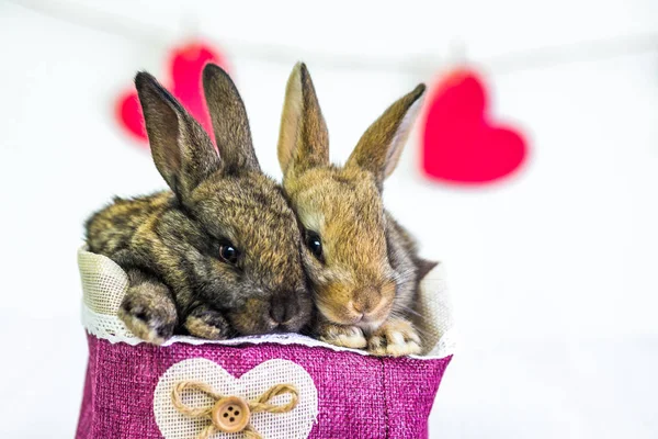 Żyj Bunny do kosza z czerwonym sercem. Karta ze zwierzęciem w Walentynki. Słodkie zające z bliska na białym tle. Rolnictwo, hodowla królików — Zdjęcie stockowe