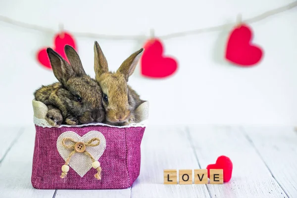 Żyj Bunny do kosza z czerwonym sercem. Karta ze zwierzęciem w Walentynki. Cute little zające zbliżyć się na białym tle ze znakiem z tekstem Love. Rolnictwo, hodowla królików. — Zdjęcie stockowe