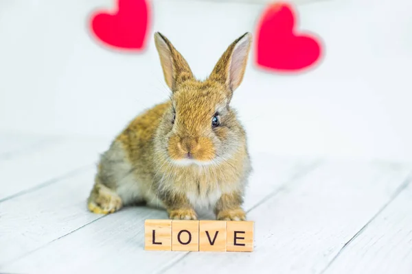 Żywy czerwony królik. Karta ze zwierzęciem na Walentynki. Cute little Bunny zbliżenie na białym tle z sercami i znak z miłości tekst. Rolnictwo, hodowla królików. — Zdjęcie stockowe