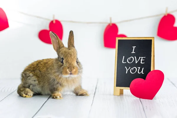 Żywy czerwony królik. Karta ze zwierzęciem na Walentynki. Cute little Bunny zbliżenie na białym tle z sercami i znak z tekstem kocham cię. Rolnictwo, hodowla królików. — Zdjęcie stockowe