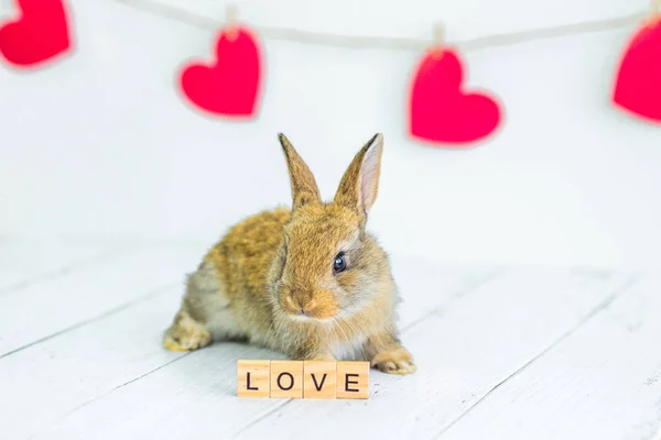 Żywy czerwony królik. Karta ze zwierzęciem na Walentynki. Cute little Bunny zbliżenie na białym tle z sercami i znak z miłości tekst. Rolnictwo, hodowla królików. — Zdjęcie stockowe