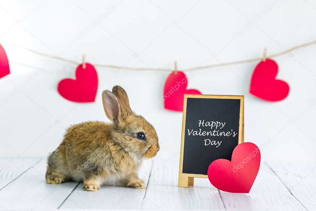 live red rabbit. Card with an animal for Valentines Day. Cute little Bunny close-up on a white background with hearts and a sign with the text. Agriculture, rabbit breeding.
