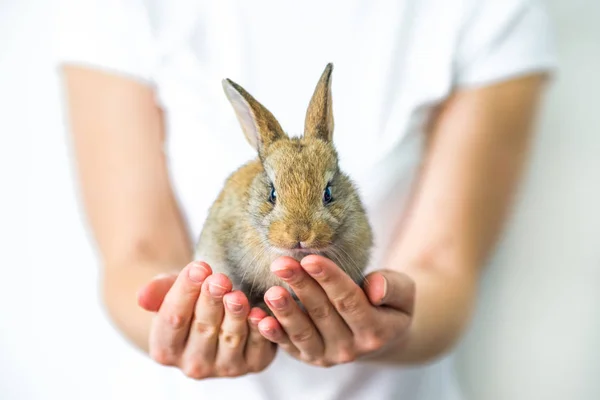 Um pequeno coelho vermelho em mãos humanas. O conceito de protecção e conservação dos animais. Bunny close-up na palma da mão das meninas. Atitude cuidadosa para com a natureza . — Fotografia de Stock