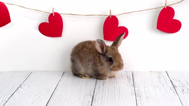 Pequeño conejo marrón. animales para el día de San Valentín. Linda liebre sobre un fondo blanco con corazones rojos. Agricultura, cría de conejos — Vídeo de stock