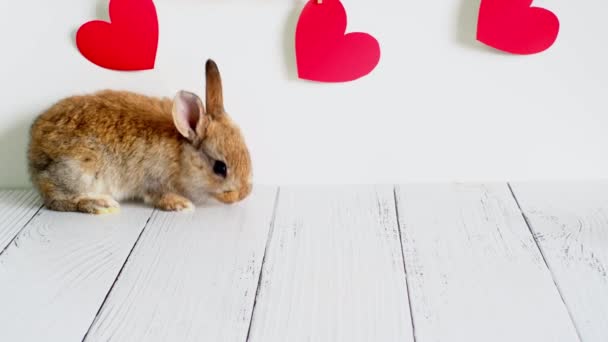 Malý hnědý králík. zvířata na Valentýna. Roztomilý zajíc na bílém pozadí s červenými srdci. Zemědělství, chov králíků — Stock video