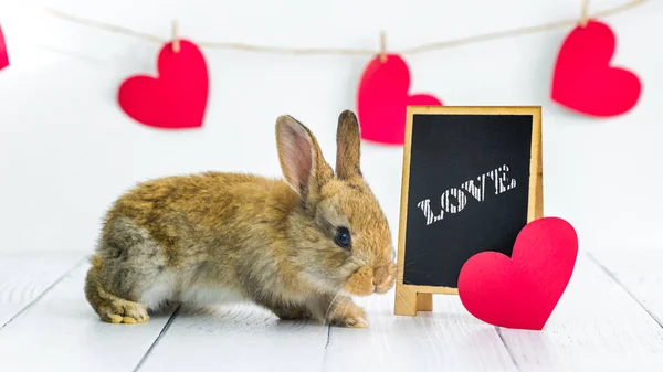 Żywy czerwony królik. Baner ze zwierzęciem na Walentynki. Cute little Bunny zbliżenie na białym tle z sercami i znak z miłości tekst. Rolnictwo, hodowla królików. — Zdjęcie stockowe