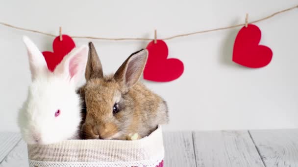 Dos conejos en una canasta blanca y marrón. La postal con el animal el día de San Valentín. Linda liebre sobre un fondo blanco con corazones. Agricultura, cría de conejos. Copiar espacio — Vídeo de stock