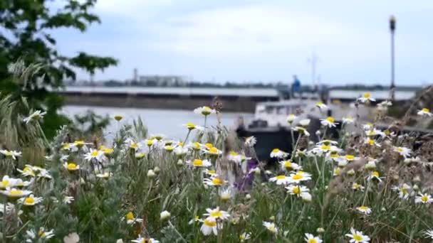 Seelandschaft. Margeriten auf einer Wiese. Apotheke Kamille aus nächster Nähe. Ein Feld aus Blumen und Gras wiegt sich im Wind vor dem verschwommenen Hintergrund von Hafen, Meer und Schiff. Nützliche Heilpflanze. — Stockvideo