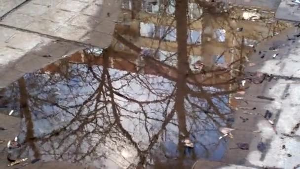 Riflessione di alberi primaverili nudi e una casa in una pozzanghera sulla strada dopo la pioggia. Ondate d'acqua da un forte vento. Tempo urbano stagionale. Un paesaggio desolante, sporcizia e detriti da mozziconi di sigaretta . — Video Stock