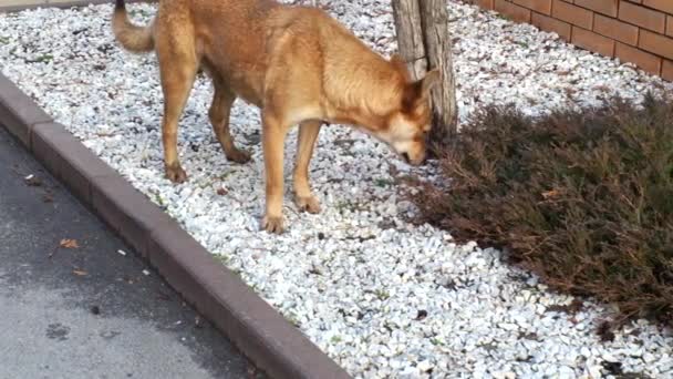 A red- haired hungry stray dog walks down street and sniffs in search of food. A homeless pet wants to eat. The dog is lost and is looking for a way home — Stock Video