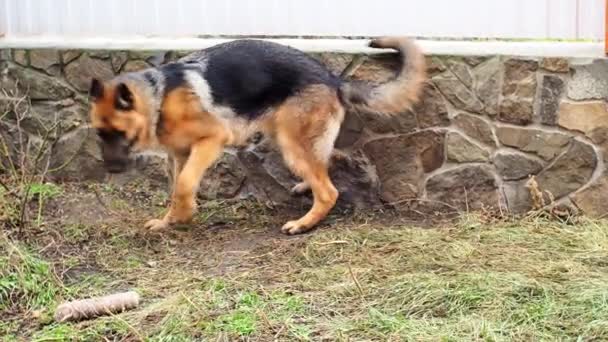 Perro adulto pastor alemán persiguiendo la cola. El animal gira y se muerde a sí mismo. Emocionado comportamiento nervioso del perro. Juego agresivo y depresivo. Problemas de comportamiento y educación — Vídeo de stock