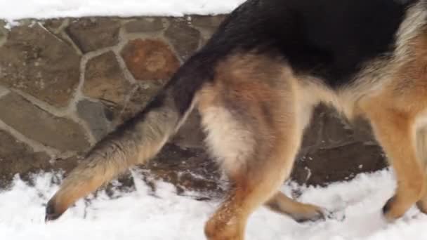 Cão adulto pastor alemão perseguindo a cauda. O animal gira e morde-se. Comportamento nervoso excitado do cão. Jogo agressivo e depressivo. Problemas de comportamento e educação — Vídeo de Stock