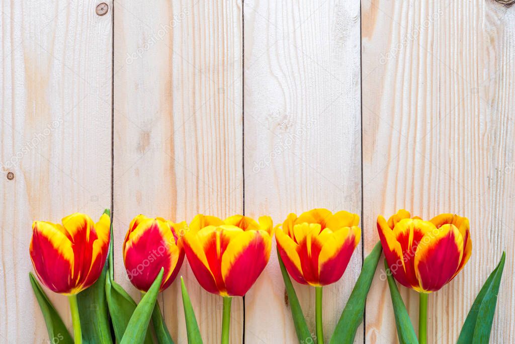 A row of red and yellow tulips on a light wooden background. Copy space. Fresh tender flowers grow along the fence. Hello spring, greetings for women. Spring time. Flat lay.