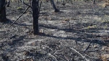 Ormandaki bahar yangınından sonra yanmış toprak ve ağaç gövdeleri. Yeni filizlenmiş taze otlarla kapkara bir tarla. Ağaçlarla birlikte ölü ekimi. Olağanüstü bir olay. Orman yangınının sonuçları.