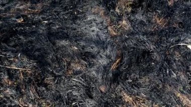 Ormandaki bahar yangınından sonra yanmış toprak ve ağaç gövdeleri. Yeni filizlenmiş taze otlarla kapkara bir tarla. Ağaçlarla birlikte ölü ekimi. Olağanüstü bir olay. Orman yangınının sonuçları.