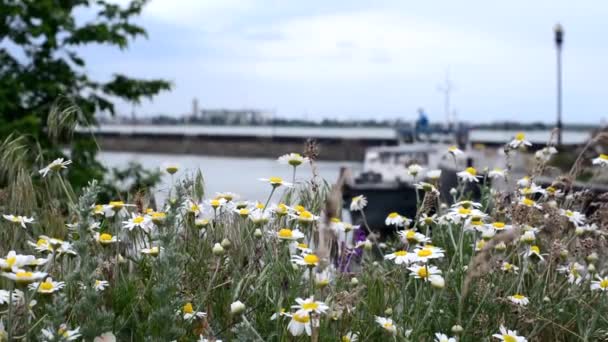 A paisagem marinha. Margaridas de campo em um prado. Farmácia camomila close-up. Um campo de flores e grama oscila no vento contra o fundo borrado do porto, do mar e do navio. Planta medicinal útil . — Vídeo de Stock