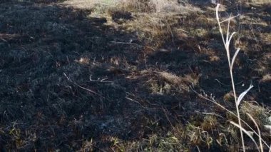 Kavrulmuş toprak, bahar çayır ateşi. Yanmış otlu buğday tarlası. Böceklerin yok olmasının sonuçları. Ağaçlarla yanan iniş. Olağanüstü bir olay..