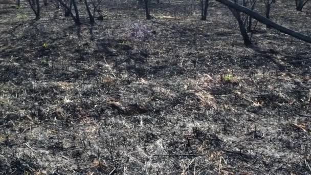 森林里的一场山火之后 焦土和树干都被烧焦了 用新鲜的草丛生的新草苗烧掉了一片土地 植树死了不寻常的事件森林火灾的后果 — 图库视频影像