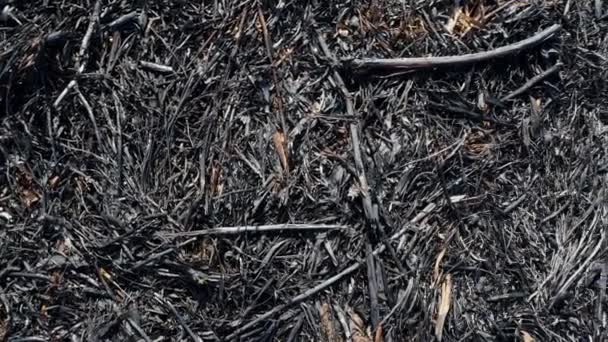Nahaufnahme Von Verbrannter Erde Nach Dem Frühjahrsbrand Wald Schwarzes Verbranntes — Stockvideo
