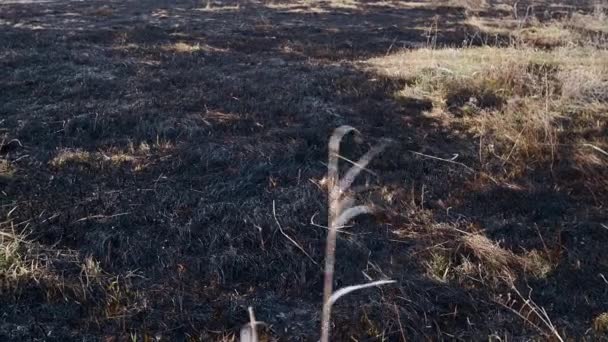 Terra Bruciata Praterie Primaverili Campo Grano Con Erba Bruciata Conseguenze — Video Stock