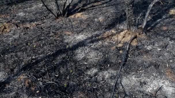 Verschroeide Aarde Boomstammen Een Lentebrand Het Bos Zwart Verbrand Veld — Stockvideo