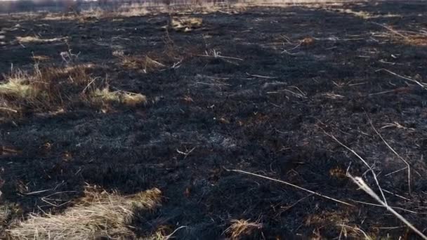 Terra bruciata, praterie primaverili. Campo di grano con erba bruciata. Le conseguenze della distruzione degli insetti. Atterraggio in fiamme con alberi. Incidente straordinario . — Video Stock