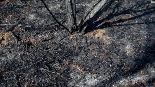 Scorched earth and tree trunks after a spring fire in forest. Black burnt field with fresh sprouts of new grass. Dead planting with trees. Extraordinary incident. Consequences of a forest fire. — Stock Video