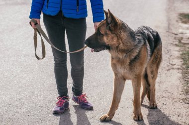 Bir kız sokakta köpeğini gezdirir. Evcil bir hayvanla vakit geçirmek. Şehirde temiz havada bir Alman çobanla yürüyün. Hayvan bakımı, günlük rutin işler. Eğitim sırasında yatma komutu alıştırması.