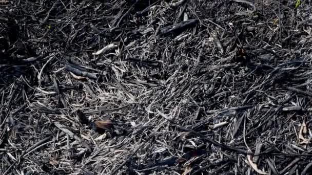 Close-up of scorched earth after the spring fire in forest. Black burnt field with fresh sprouts of new grass. Dead planting with trees. Consequences of the steppe fire. Extraordinary incident. — Stock Video