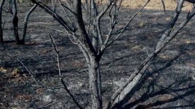 Ormandaki bahar yangınından sonra yanmış toprak ve ağaç gövdeleri. Yeni filizlenmiş taze otlarla kapkara bir tarla. Ağaçlarla birlikte ölü ekimi. Olağanüstü bir olay. Orman yangınının sonuçları.
