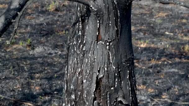 Terra queimada e troncos de árvore depois de um fogo de primavera na floresta. Campo queimado preto com brotos frescos de grama nova. Plantação morta com árvores. Incidente extraordinário. Consequências de um incêndio florestal . — Vídeo de Stock