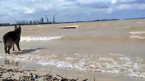 Ein Hund spielt im Fluss. Schäferhund springt ins Wasser, jagt nach Wellen, fängt und beißt. Spazieren Sie mit Ihrem Haustier an der frischen Luft am Strand. Glückliches Tier. — Stockvideo