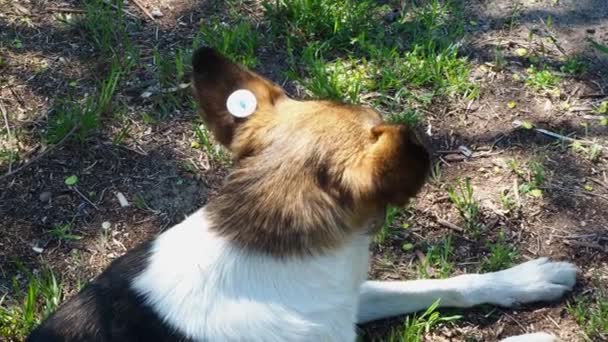 Ein streunender, kastrierter Hund mit einem Chip im Ohr. Trauriger Mischling auf dem Boden liegend. Verlassenes einsames Haustier auf der Wiese in einem Sommerpark. — Stockvideo