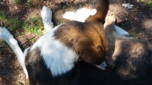 Ein streunender, kastrierter Hund mit einem Chip im Ohr beißt sich selbst, fängt Flöhe und putzt, leckt sich. Trauriger Mischling auf dem Boden liegend. Verlassenes einsames Haustier auf der Wiese in einem Sommerpark. — Stockvideo