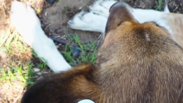 耳にチップをかけた野良犬。頭を閉じてください。悲しいモングレル地面に横たわっている。夏の公園の芝生の上で放棄された一匹のペット. — ストック動画