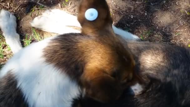 Ein streunender, kastrierter Hund mit einem Chip im Ohr beißt sich selbst, fängt Flöhe und Kratzer. Trauriger Mischling auf dem Boden liegend. Verlassenes einsames Haustier auf der Wiese in einem Sommerpark. — Stockvideo