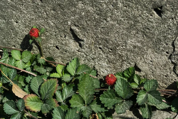 Green leaves of wild strawberry with small red berries on a background of gray stone. Copy space — Stock Photo, Image