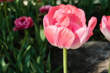 Pembe lale, parlak sabah güneşinin ışıltılarında yakın planda bir çiçek tarhında.
