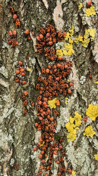 La acumulación de muchos bugs-soldados en la corteza de un viejo árbol disfrutan del sol . — Foto de Stock