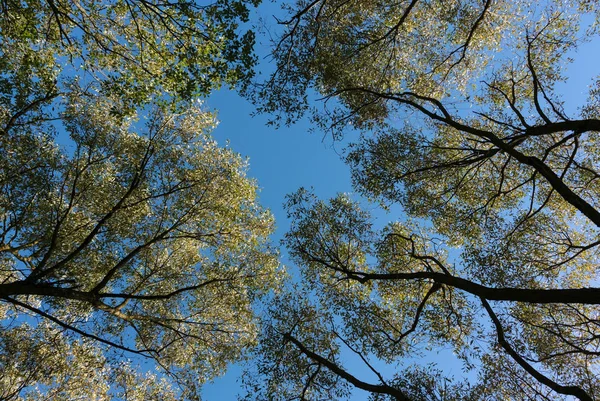 Laubbäume im Waldboden. zarte Spitzenblätter. Hintergrund. — Stockfoto