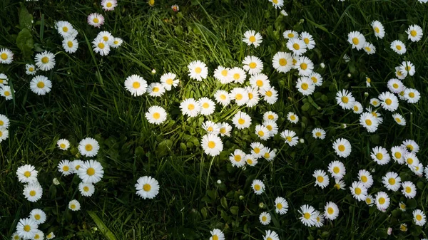 Daisy virágok zöld fű felső nézet. — Stock Fotó