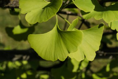 Taze yeşil ginkgo dalı yakın plan. Yatay yönelim