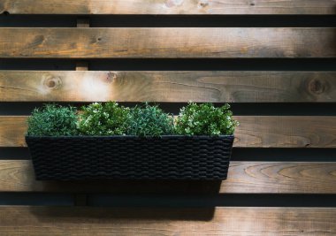 Spice bushes grow in a basket hanging on a wooden wall background.