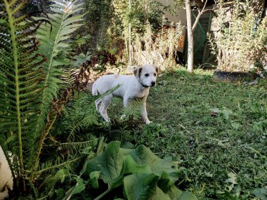Beyaz köpek yeşil çimlerde macera arıyor