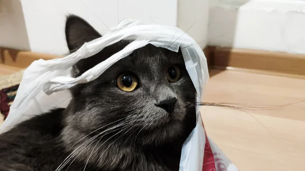 The black cat put on a plastic bag and looks away