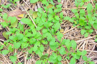 Sebze Bahçesi ağacında Reyhan