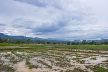 Yağmur bitki alanında önce